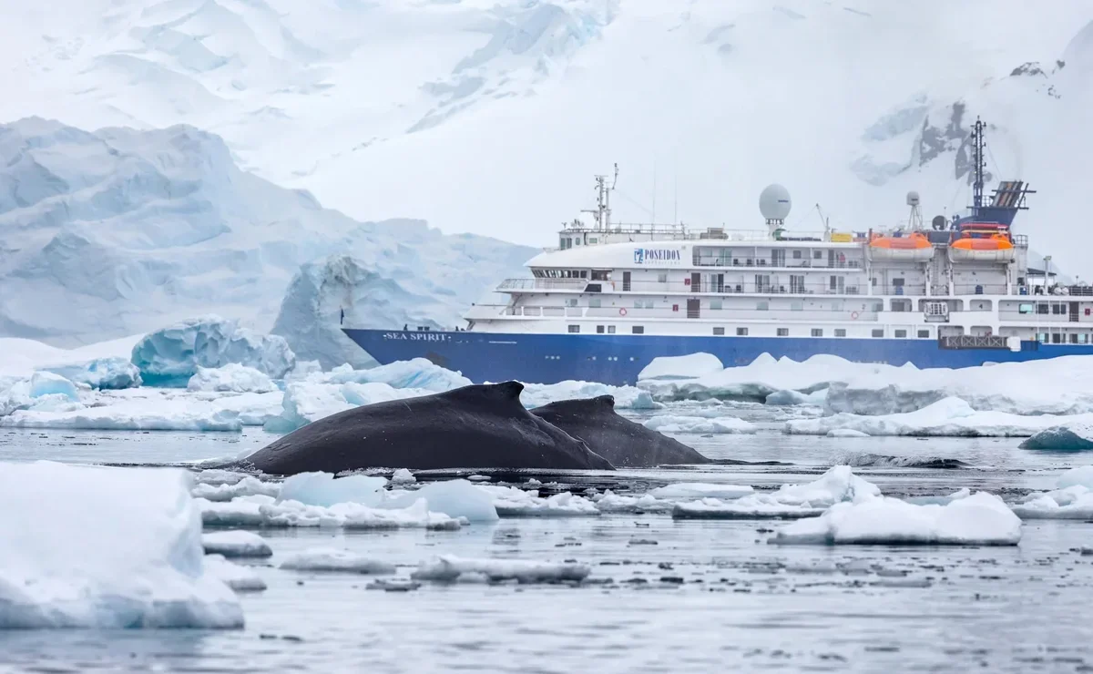 M/V Sea Spirit — Poseidon Expeditions Antarctica cruise ship with humpback whale in foreground